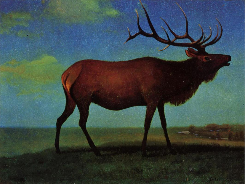 "Elk"  -Oil Painting Albert Bierstadt